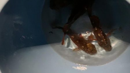 観光ホテルで根魚